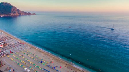 Lonicera City Kleopatra